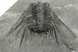 Spiny Leonaspis Trilobite - Morocco #191874-4